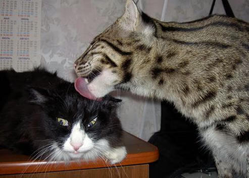 国足训练营与比赛状态衔接模型，国足技术指导