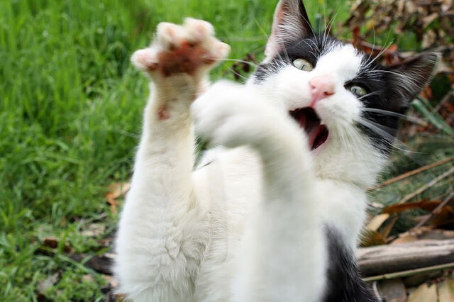 九游电竞中心-NBA球队市场营销策略及品牌塑造，nba营销方案