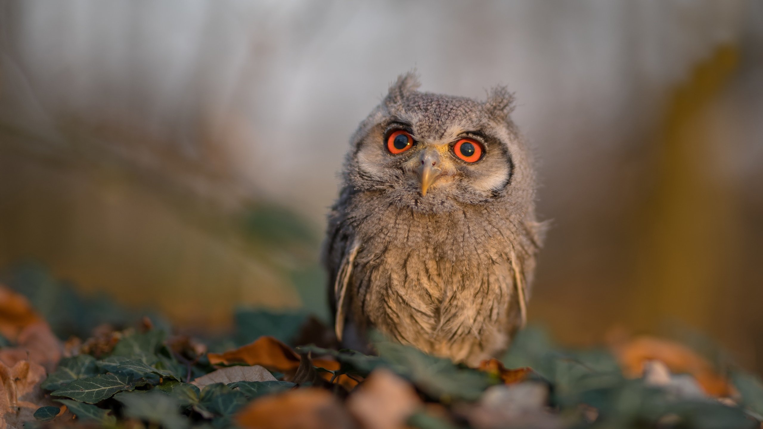 九游app官方下载-国足首发阵容稳定性分析，国足首发队员名单